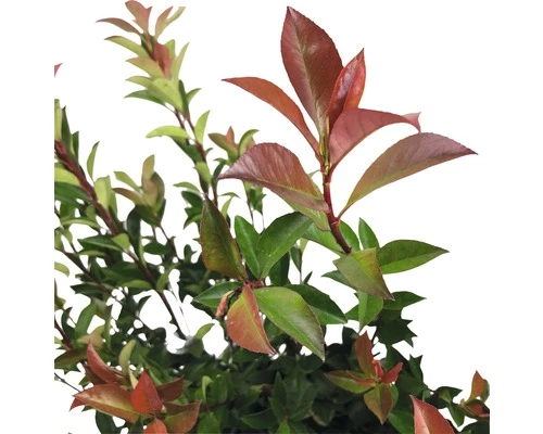 FLORASELF Glansmispel Photinia Fraseri 'Robusta Compacta' Potmaat Ø 21.0 Cm H 50-70 Cm 5 FLORASELF Glansmispel Photinia Fraseri 'Robusta Compacta' Potmaat Ø 21.0 Cm H 50-70 Cm - Afbeelding 3