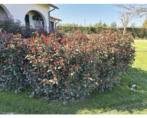 FLORASELF Glansmispel Photinia Fraseri 'Robusta Compacta' Potmaat Ø 21.0 Cm H 50-70 Cm 7 FLORASELF Glansmispel Photinia Fraseri 'Robusta Compacta' Potmaat Ø 21.0 Cm H 50-70 Cm - Afbeelding 5