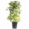 FLORASELF Druif Vitis Vinifera Potmaat Ø 34 Cm H 100-110 Cm 1 FLORASELF Druif Vitis Vinifera Potmaat Ø 34 Cm H 100-110 Cm -FLORASELF Verkoop DV 8 6857833 01 4c CH 20181017124655