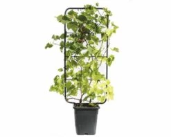 FLORASELF Druif Vitis Vinifera Potmaat Ø 34 Cm H 100-110 Cm