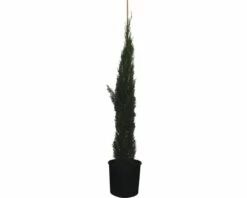 FLORASELF Cypres Cupressus Sempervirens 'Totem' Potmaat Ø 34.0 Cm H 150-170 Cm