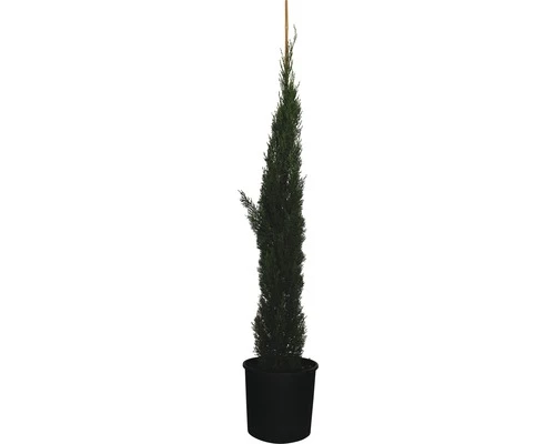 FLORASELF Cypres Cupressus Sempervirens 'Totem' Potmaat Ø 34.0 Cm H 150-170 Cm 3 FLORASELF Cypres Cupressus Sempervirens 'Totem' Potmaat Ø 34.0 Cm H 150-170 Cm
