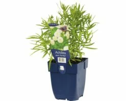 FLORASELF Wilde Bertram Achillea Ptarmica Ø 11 Cm