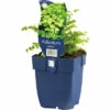 FLORASELF Venushaar Adiantum Pedatum Potmaat Ø 11.0 Cm H 5-25 Cm -FLORASELF Verkoop DV 8 7013365 02 4c DE 20210304224700