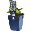 FLORASELF Kruipend Zenegroen Ajuga Reptans Ø 11 Cm -FLORASELF Verkoop DV 8 7013375 01 4c DE 20200316104656