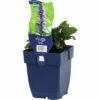 FLORASELF Kruipend Zenegroen Ajuga Reptans Ø 11 Cm -FLORASELF Verkoop DV 8 7013376 01 4c DE 20210311072918