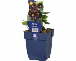 FLORASELF Stokroos Alcea Rosea 'Nigra' Ø 11 Cm