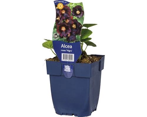 FLORASELF Stokroos Alcea Rosea 'Nigra' Ø 11 Cm 3 FLORASELF Stokroos Alcea Rosea 'Nigra' Ø 11 Cm