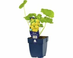 FLORASELF Stokroos Alcea Rosea 'Plenifolia' Ø 11 Cm