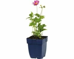 FLORASELF Herfstanemoon Anemone Hybride Ø 11 Cm -FLORASELF Verkoop DV 8 7013395 01 4c DE 20191216051753
