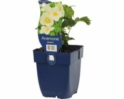 FLORASELF Anemoon Anemone Sylvestris Ø 11 Cm