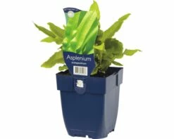 FLORASELF Tongvaren Asplenium Scolopendrium Ø 11 Cm