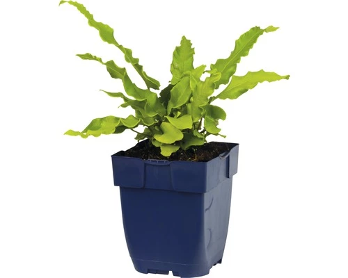 FLORASELF Tongvaren Asplenium Scolopendrium Ø 11 Cm 4 FLORASELF Tongvaren Asplenium Scolopendrium Ø 11 Cm - Afbeelding 2