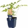 FLORASELF Pluimspirea Astilbe Japonica Ø 11 Cm -FLORASELF Verkoop DV 8 7013435 02 4c DE 20191214211700