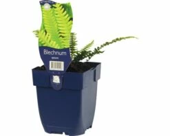 FLORASELF Dubbelloofvaren Blechnum Spicant Ø 11 Cm