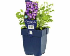 FLORASELF Karpatenklokje Campanula Carpatica Ø 11 Cm