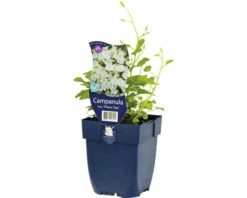 FLORASELF Klokjesbloem Campanula Carpatica 'Weisse Clips' Ø 11 Cm
