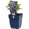 FLORASELF Klokjesbloem Campanula Lactiflora Ø 11 Cm -FLORASELF Verkoop DV 8 7013463 01 4c DE 20191214211700