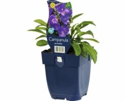 FLORASELF Klokjesbloem Campanula Persicifolia Coerulea Ø 11 Cm