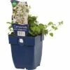 FLORASELF Klokjesbloem Campanula Poscharskyana Ø 11 Cm 1 FLORASELF Klokjesbloem Campanula Poscharskyana Ø 11 Cm -FLORASELF Verkoop DV 8 7013467 02 4c DE 20191214211700