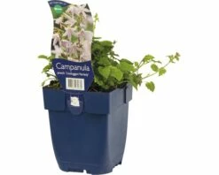 FLORASELF Klokjesbloem Campanula Poscharskyana Ø 11 Cm