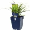FLORASELF Zegge Carex Morrowii Ø 11 Cm -FLORASELF Verkoop DV 8 7013471 01 4c DE 20200125214658