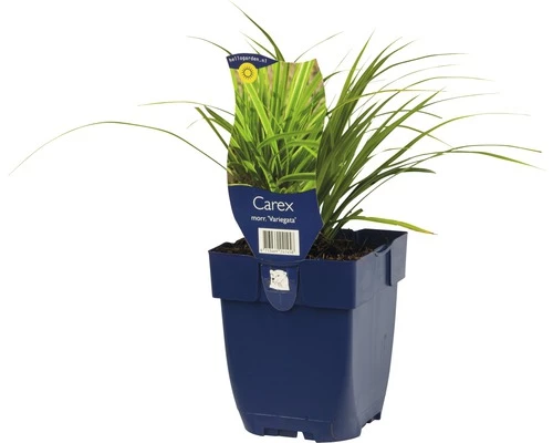 FLORASELF Zegge Carex Morrowii Ø 11 Cm 3 FLORASELF Zegge Carex Morrowii Ø 11 Cm