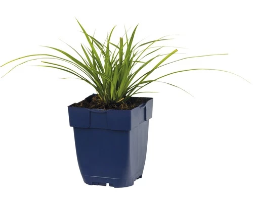 FLORASELF Zegge Carex Morrowii Ø 11 Cm 4 FLORASELF Zegge Carex Morrowii Ø 11 Cm - Afbeelding 2