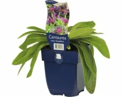 FLORASELF Bergkorenbloem Centaurea Montana Ø 11 Cm