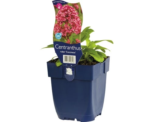 FLORASELF Rode Valeriaan Centranthus Ruber Ø 11 Cm 4 FLORASELF Rode Valeriaan Centranthus Ruber Ø 11 Cm - Afbeelding 2