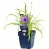 FLORASELF Blauwe Strobloem Catanache Caerulea Ø 11 Cm -FLORASELF Verkoop DV 8 7013477 01 4c DE 20200704221656
