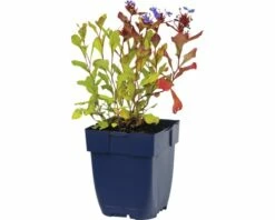 FLORASELF Loodkruid Ceratostigma Plumbaginoides Ø 11 Cm -FLORASELF Verkoop DV 8 7013479 02 4c DE 20191214211700