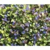 FLORASELF Loodkruid Ceratostigma Plumbaginoides Ø 11 Cm 1 FLORASELF Loodkruid Ceratostigma Plumbaginoides Ø 11 Cm -FLORASELF Verkoop DV 8 7013479 03 4c DE 20200710111759