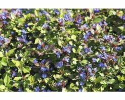 FLORASELF Loodkruid Ceratostigma Plumbaginoides Ø 11 Cm