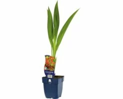 FLORASELF Montbretia Crocosmia-Cultivars 'Lucifer' Ø 11 Cm