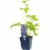 FLORASELF Ridderspoor Delphinium-Cultivars Blue Bird' Ø 11 Cm -FLORASELF Verkoop DV 8 7013506 01 4c DE 20200704221656