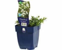 FLORASELF Steenanjer Dianthus Deltoides Ø 11 Cm