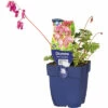 FLORASELF Gebroken Hartje Dicentra Formosa 'Luxuriant' Ø 11 Cm -FLORASELF Verkoop DV 8 7013520 01 4c DE 20220402214656
