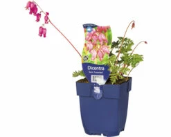 FLORASELF Gebroken Hartje Dicentra Formosa 'Luxuriant' Ø 11 Cm