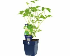 FLORASELF Gebroken Hartje Dicentra Spectabilis 'Alba' Potmaat Ø 11.0 Cm H 5-90 Cm
