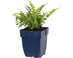 FLORASELF Mannetjesvaren Dryopteris Filix-mas Potmaat Ø 11.0 Cm H 5-100 Cm -FLORASELF Verkoop DV 8 7013535 01 4c DE 20191214211700