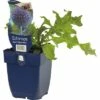 FLORASELF Kogeldistel Echinops Bannaticus Ø 11 Cm 2 FLORASELF Kogeldistel Echinops Bannaticus Ø 11 Cm -FLORASELF Verkoop DV 8 7013538 01 4c DE 20191214211700