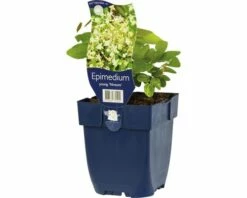 FLORASELF Elfenbloem Epimedium X Youngianum 'Niveum' Ø 11 Cm