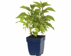 FLORASELF Koninginnenkruid Eupatorium Purpureum Ø 11 Cm -FLORASELF Verkoop DV 8 7013551 02 4c DE 20191214211700