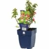 FLORASELF Bellenplant Fuchsia Ø 11 Cm -FLORASELF Verkoop DV 8 7013563 01 4c DE 20191214211700