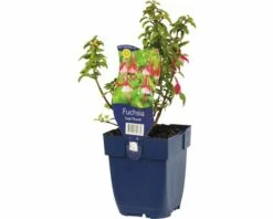 FLORASELF Bellenplant Fuchsia Ø 11 Cm
