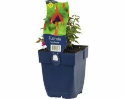 FLORASELF Bellenplant Fuchsia Ø 11 Cm