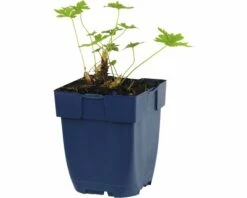 FLORASELF Ooievaarsbek Geranium Magnificum Ø 11 Cm -FLORASELF Verkoop DV 8 7013584 02 4c DE 20191214211700