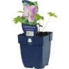 FLORASELF Ooievaarsbek Geranium X Oxonianum 'Claridge Druce' Potmaat Ø 11.0 Cm H 5-50 Cm -FLORASELF Verkoop DV 8 7013586 01 4c DE 20191214211700