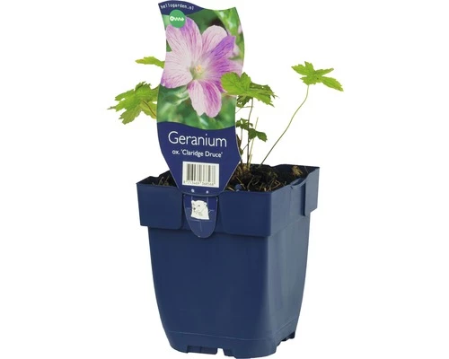 FLORASELF Ooievaarsbek Geranium X Oxonianum 'Claridge Druce' Potmaat Ø 11.0 Cm H 5-50 Cm 3 FLORASELF Ooievaarsbek Geranium X Oxonianum 'Claridge Druce' Potmaat Ø 11.0 Cm H 5-50 Cm